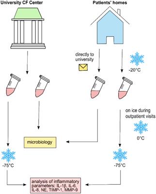Divergent dynamics of inflammatory mediators and multiplex PCRs during airway infection in cystic fibrosis patients and healthy controls: Serial upper airway sampling by nasal lavage